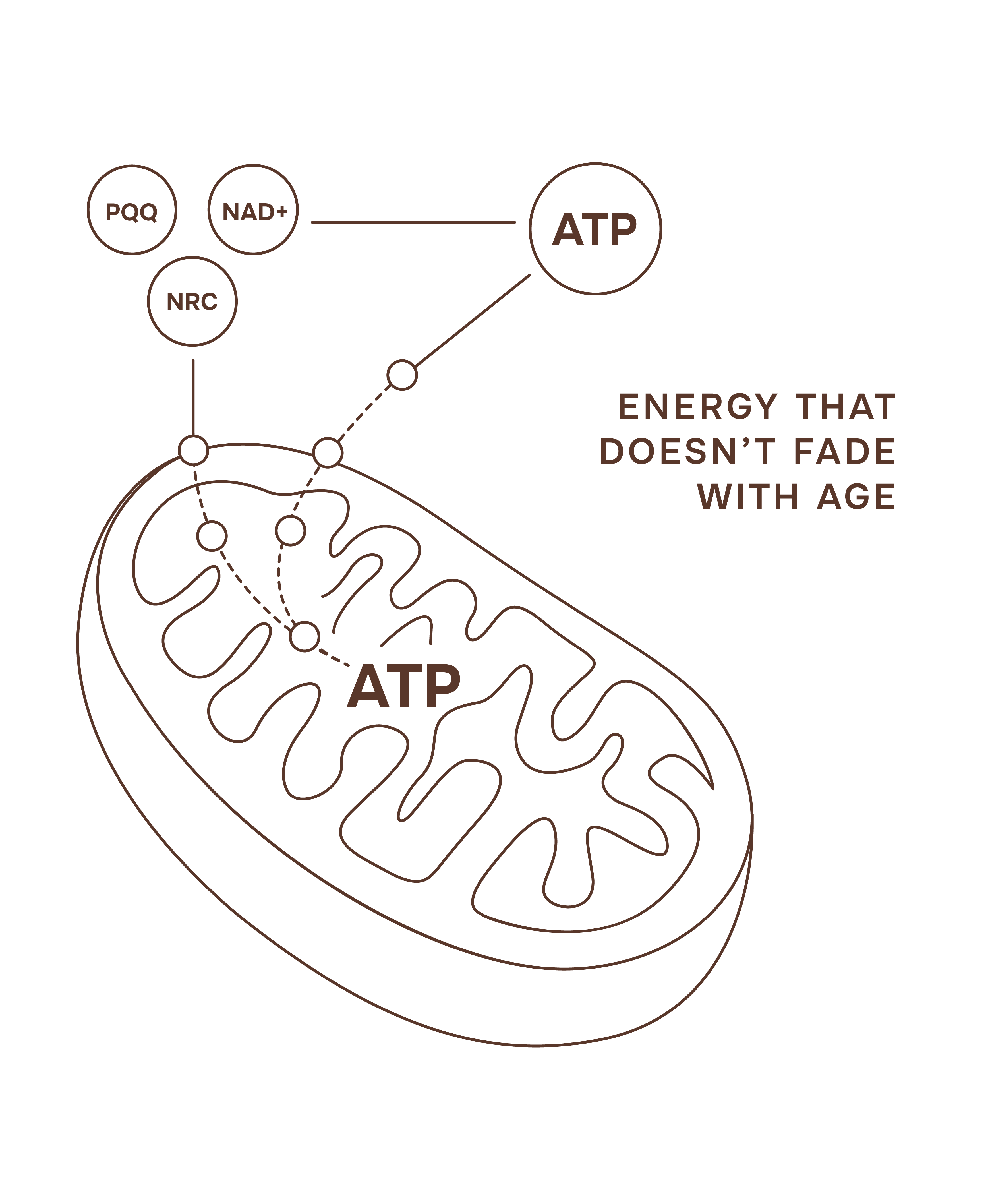 ATP Illustration