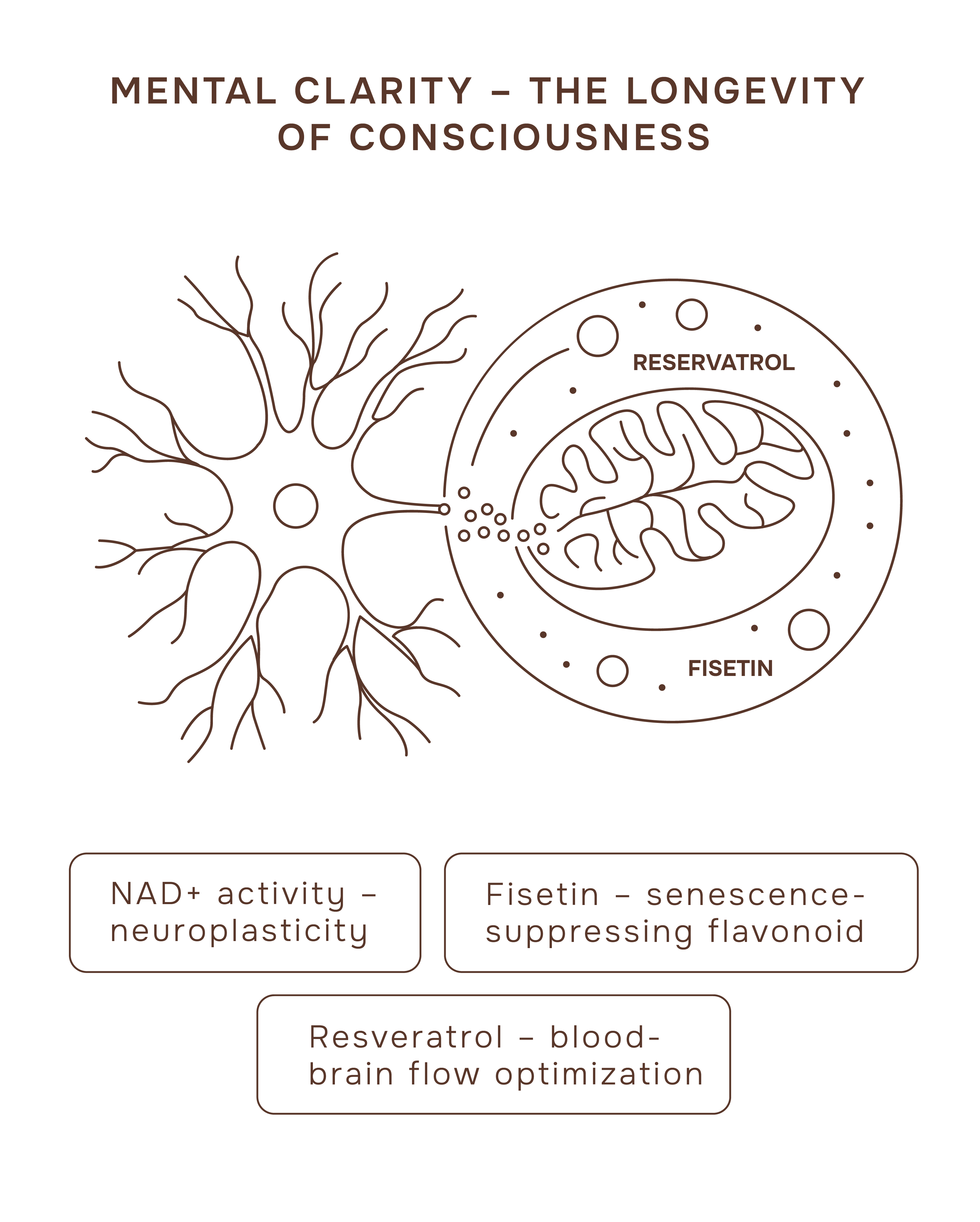 Mental Clarity Illustration